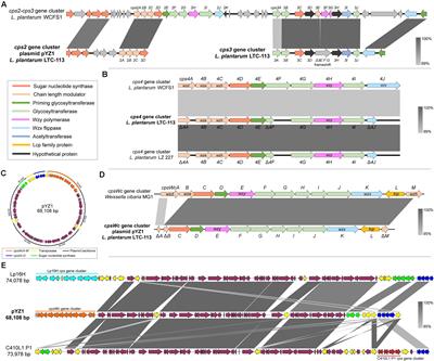 Horizontally Acquired Polysaccharide-Synthetic Gene Cluster From Weissella cibaria Boosts the Probiotic Property of Lactiplantibacillus plantarum